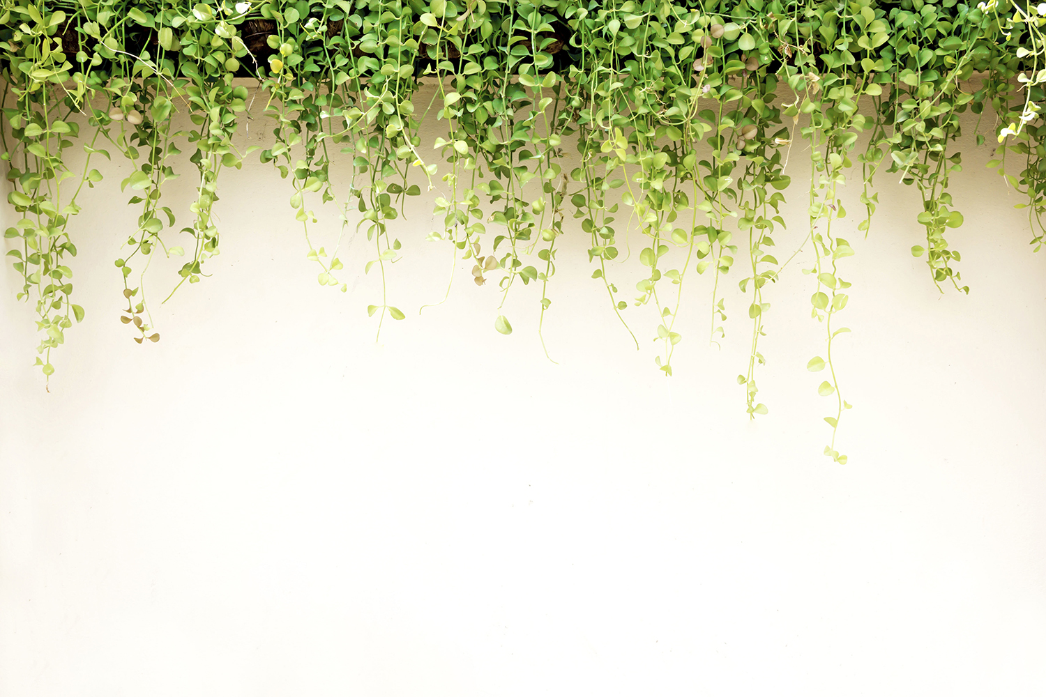 White wall green ivy plant.