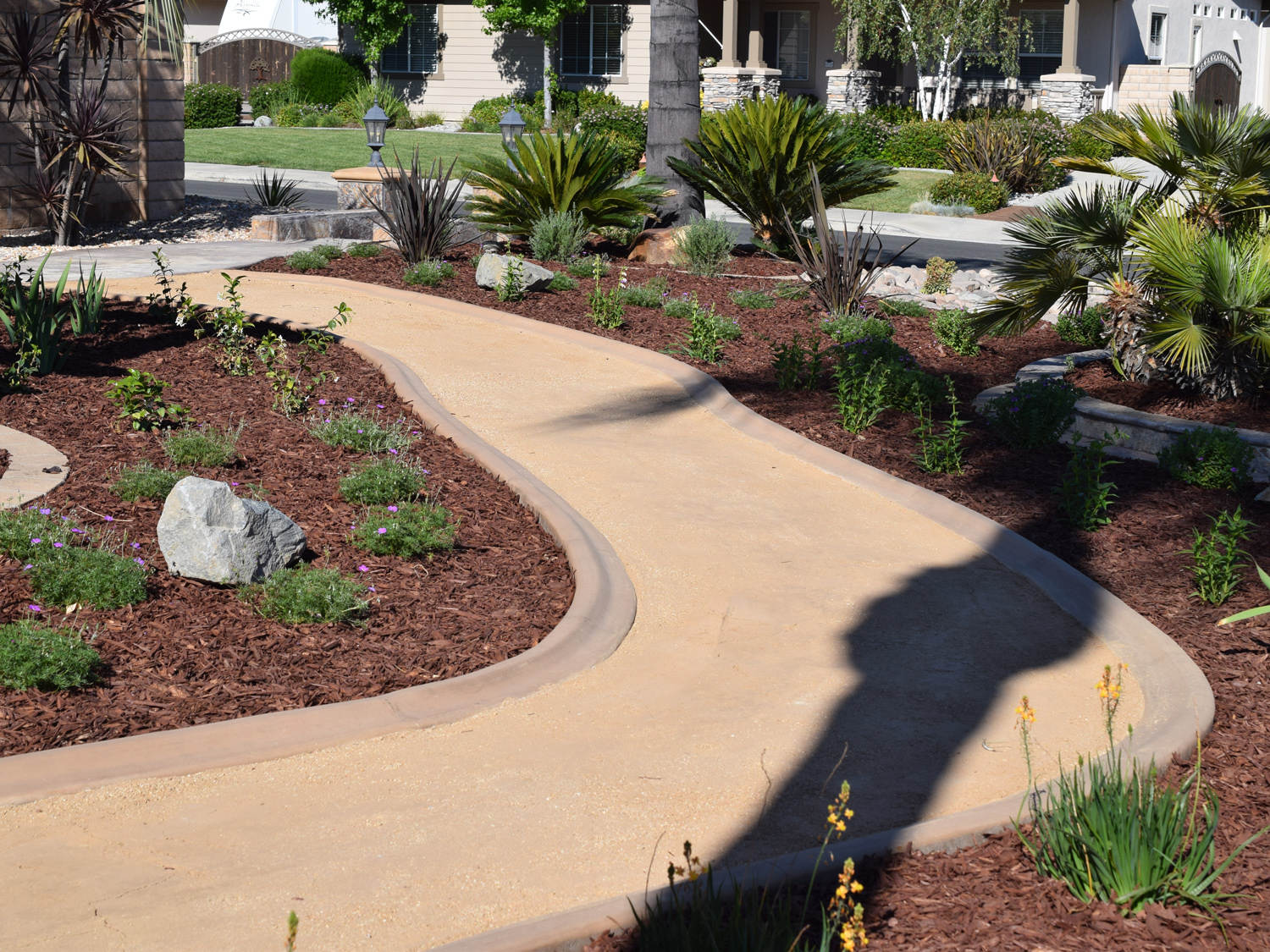 DG Pathway with low water plantings in Murrieta McCabe's Landscape Construction