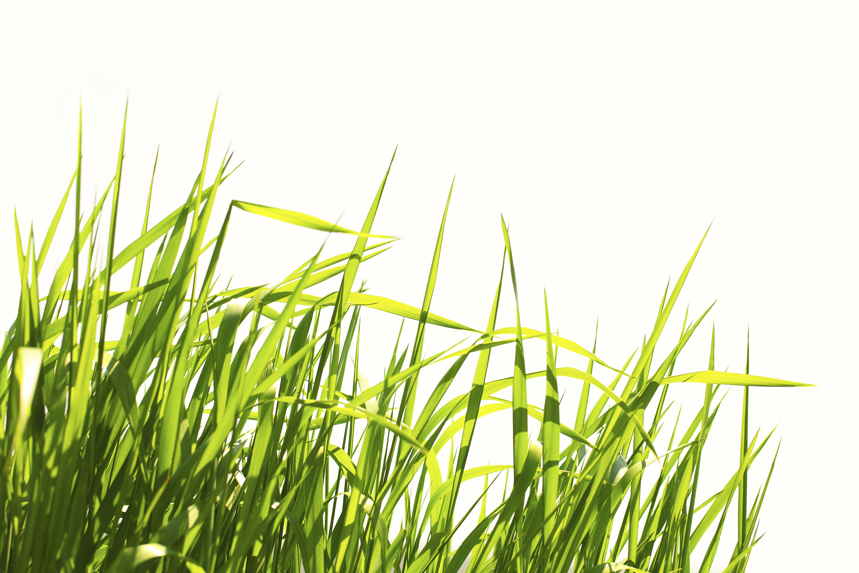 Grass against white background