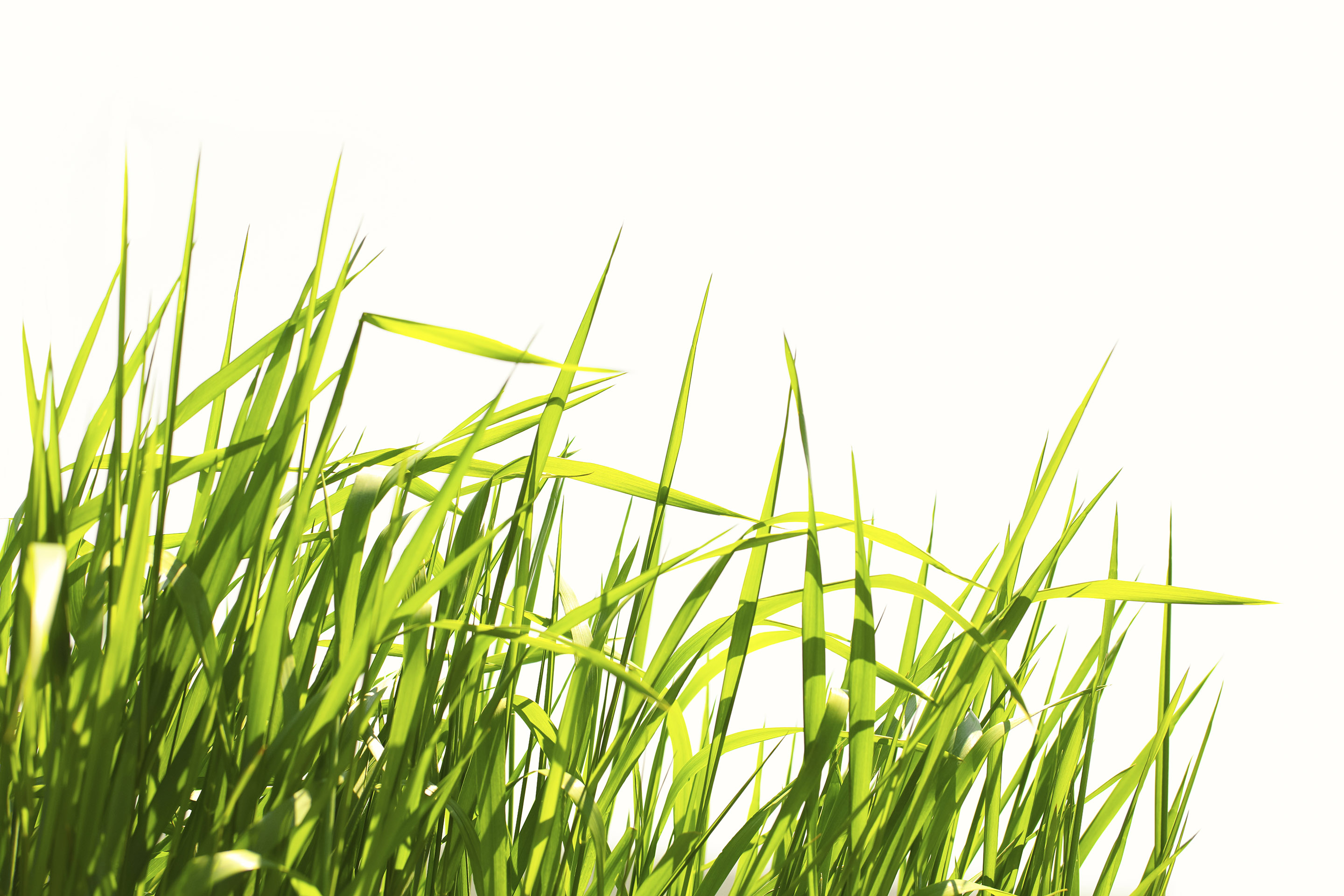 Grass against white background.