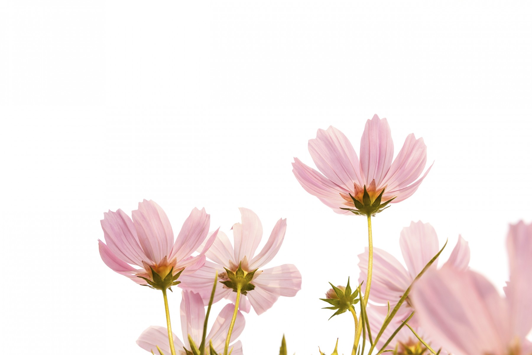 Pink cosmos flowers on white background.
