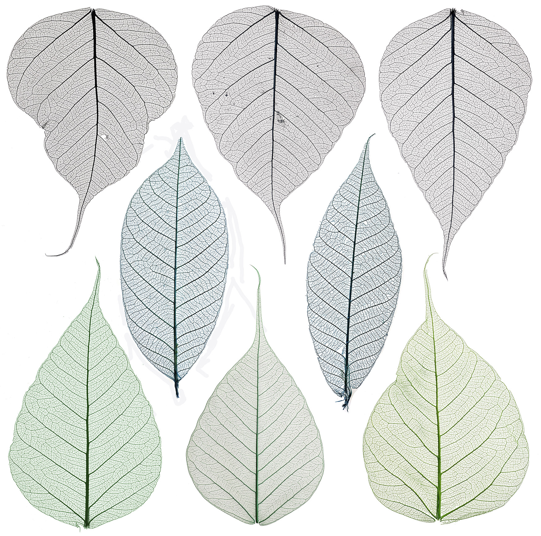 Set of decorative skeleton leaf isolated on white.