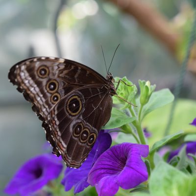 Butterfly and Hummingbird Gardens | McCabe's Landscape