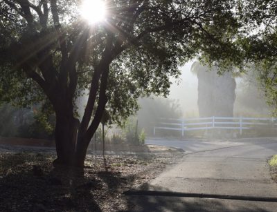 Sunlight peeking through a large tree's leaves near a road.