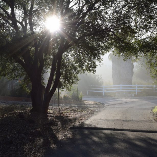 Sunlight peeking through a large tree's leaves near a road.