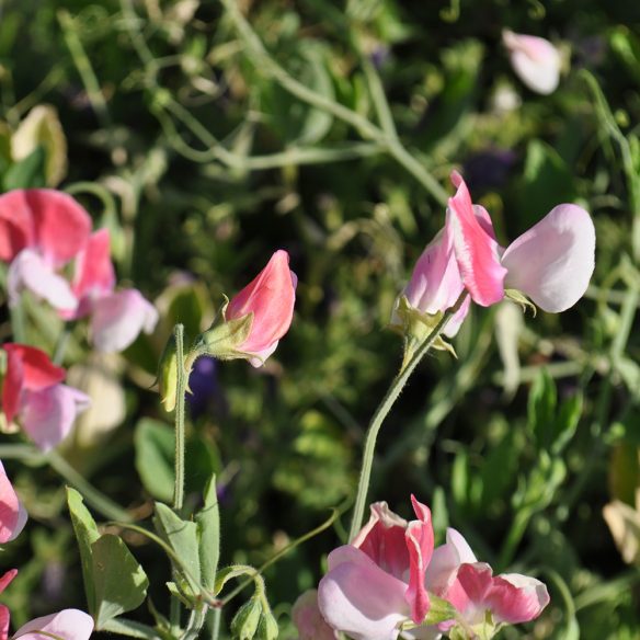 Plant Sweet Pea Vines Now, Beautiful Blooms in the Spring McCabe's