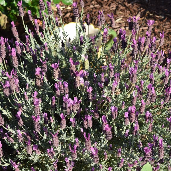 Plant These and Ward Off Pests! McCabe's Landscape