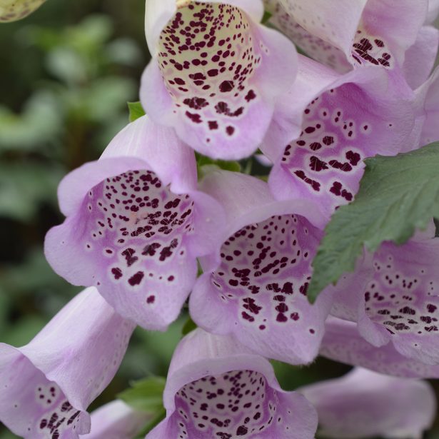 foxglove flower