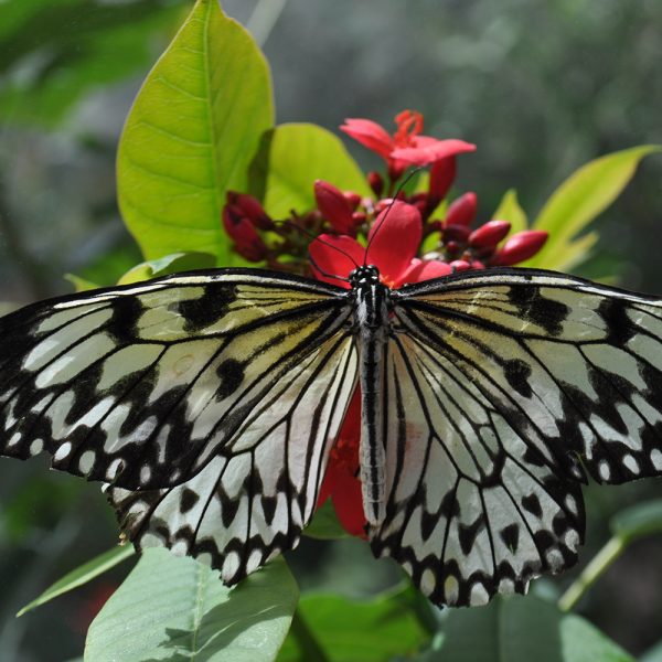 Attracting Butterflies to Your Garden | McCabe's Landscape Construction