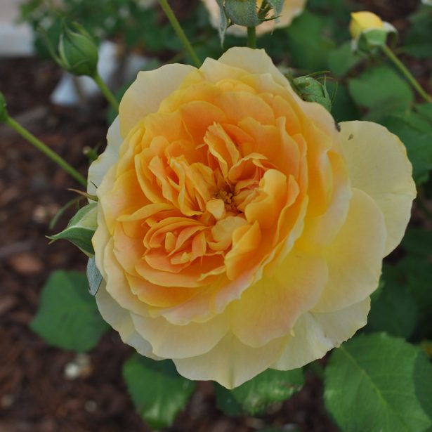 David Austin English Roses | McCabe's Landscape Construction