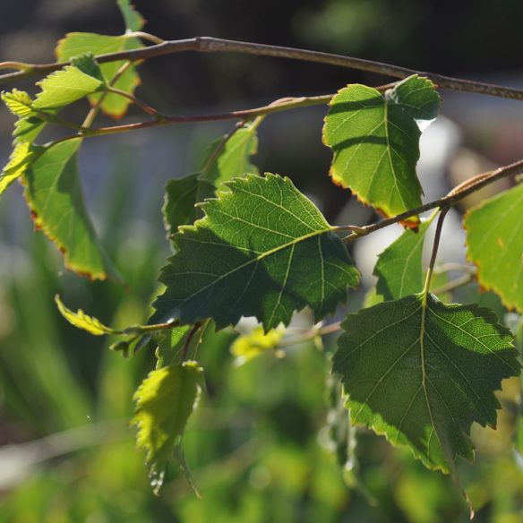 Don't Prune Your Plants at the Wrong Time or Place! McCabe's