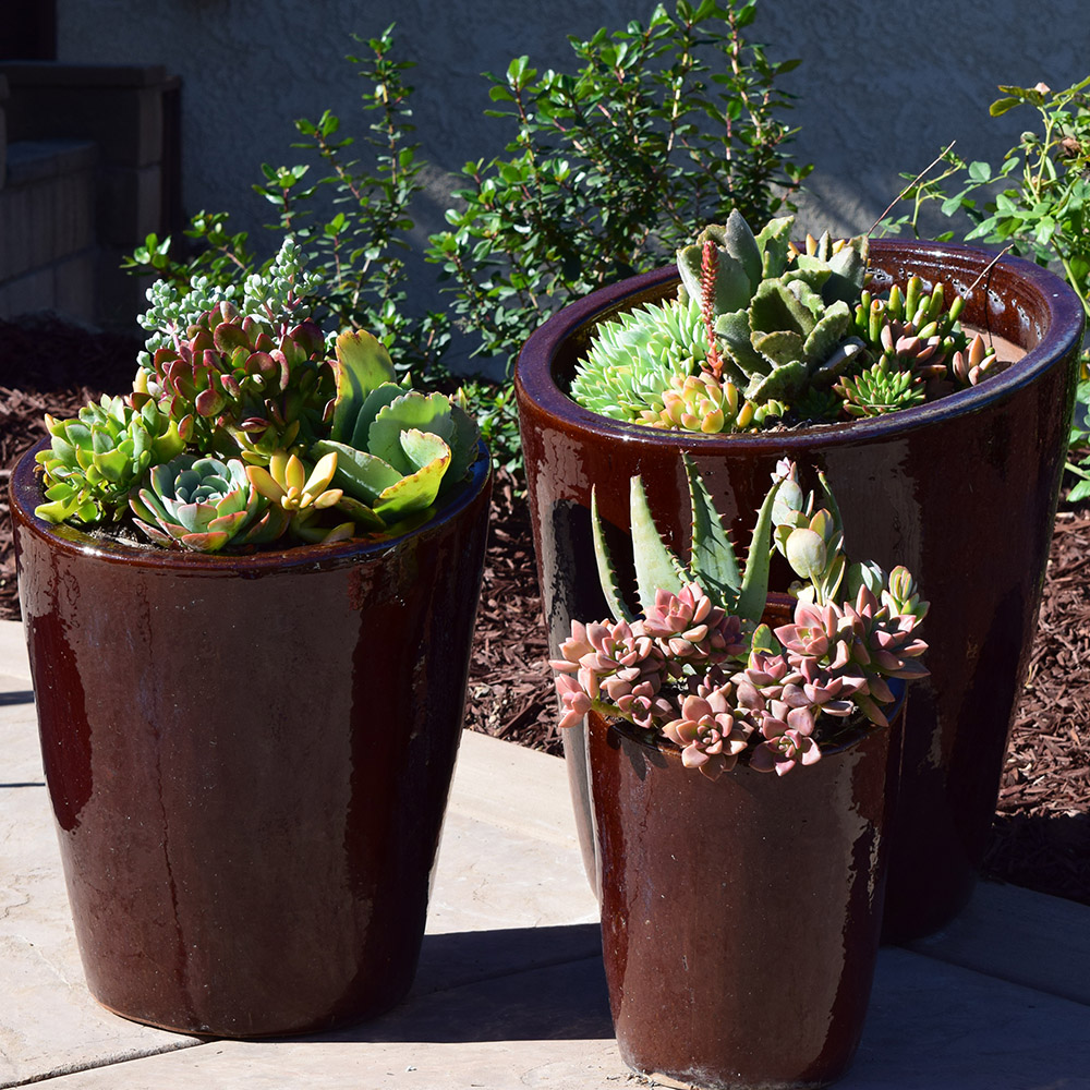 Container Garden Ideas With Succulents Container Garden Ideas With | My ...