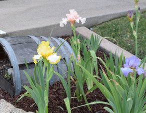 Spring landscaping with iris flower beds.