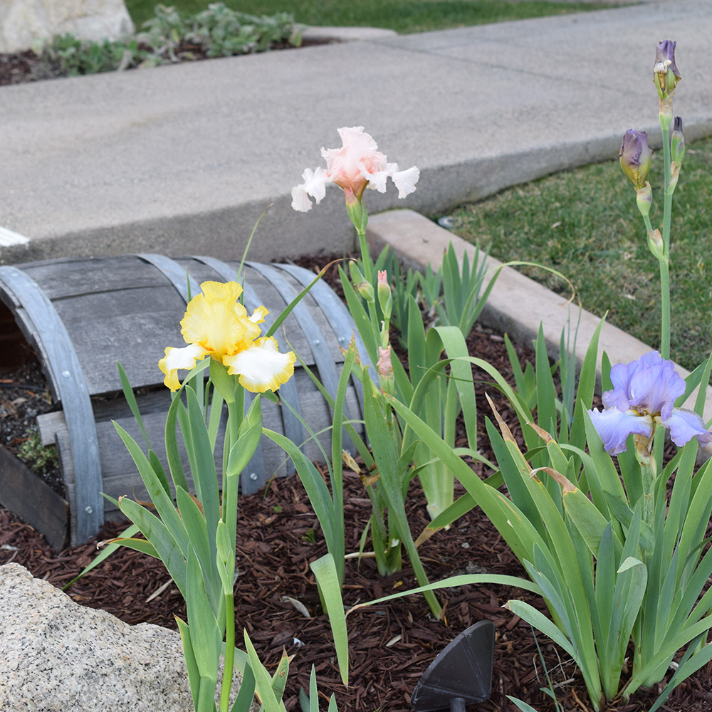 Spring landscaping with iris flower beds.
