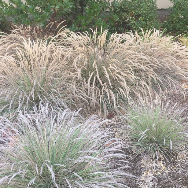 Warm Season Ornamental Grasses Mccabes Landscape