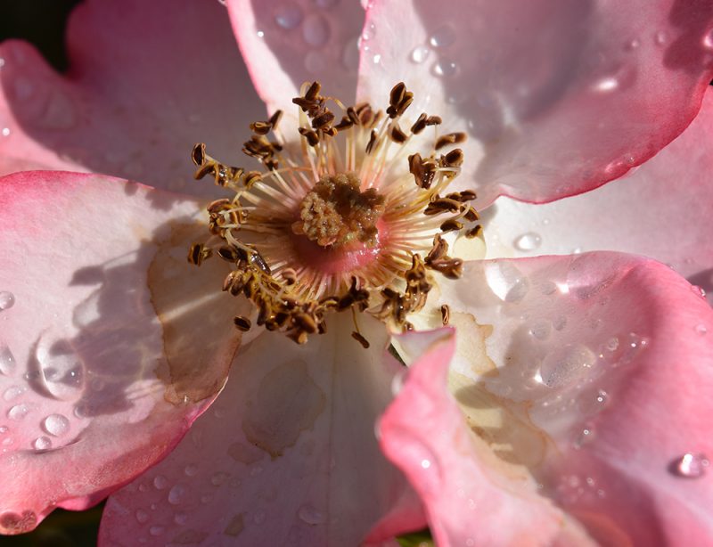 Refresh Your Landscaping With These New Rose Varieties | McCabe's Landscape