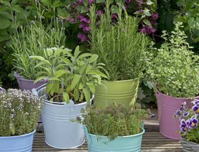 herbs in colored buckets in garden
