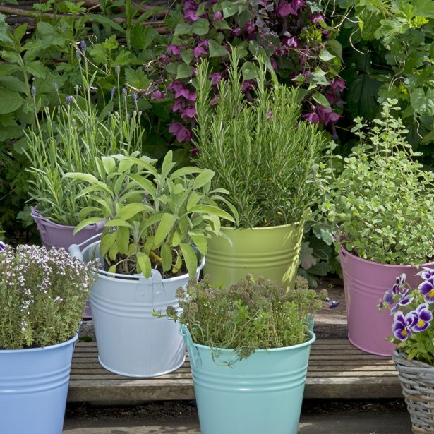 herbs in colored buckets in garden