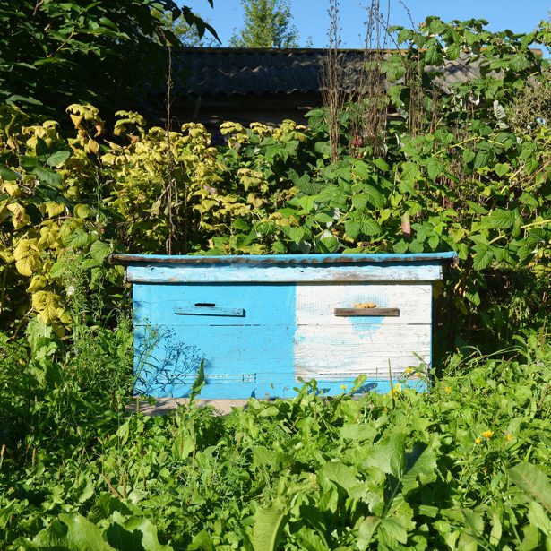 Close up on Wooden Ukrainian Blue Beehive with Garden Background