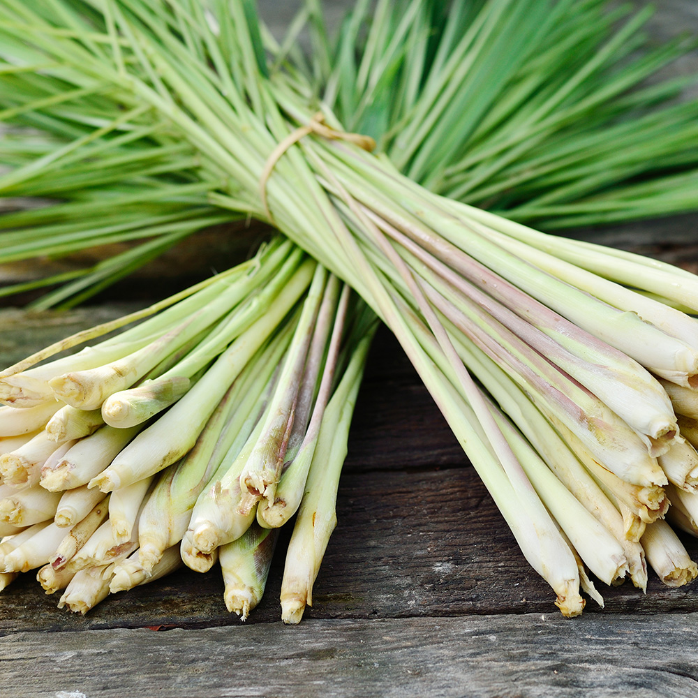 Plant Highlight Lemongrass McCabe S Landscape Construction   AdobeStock 43289868 