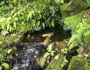 Green trailing Moss plants in Asian/Zen Garden