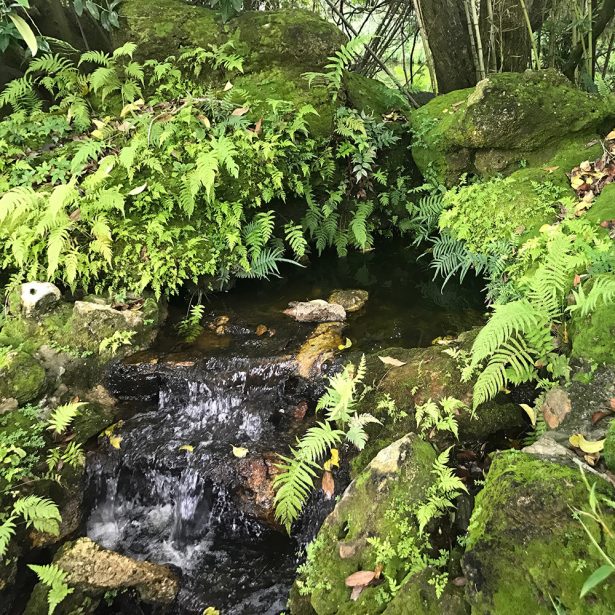 Green trailing Moss plants in Asian/Zen Garden