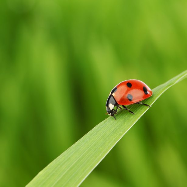 insects are our friends