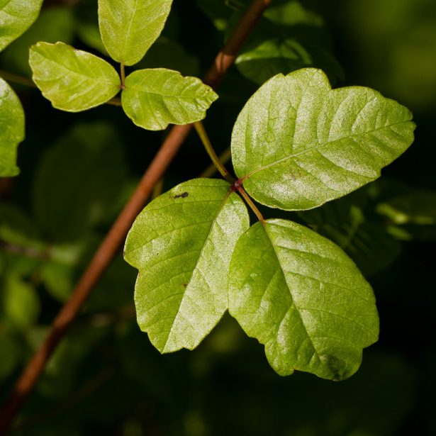 Poison Oak