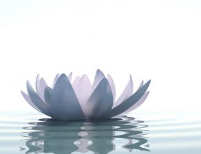 Zen flower in water