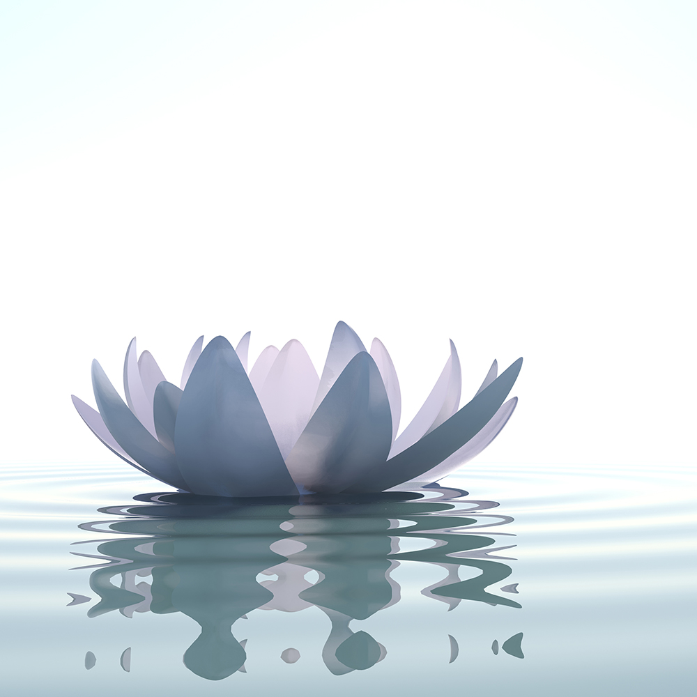 Zen flower in water