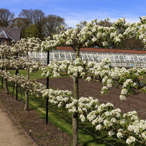 Espaliered fruit trees in garden