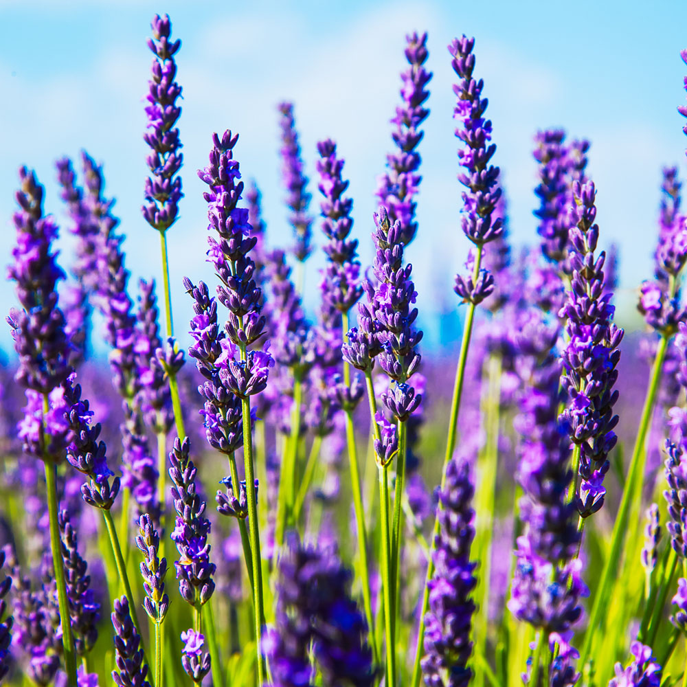 Purple lavender field in a garden