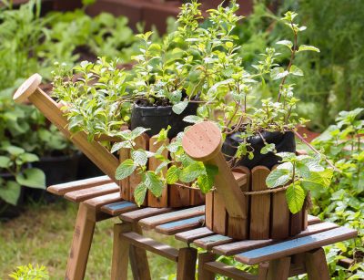 Watering cans with herbs
