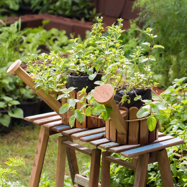 Watering cans with herbs