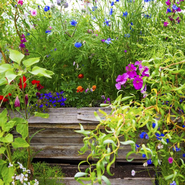 wild flower garden