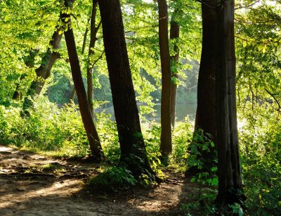 forest bathing