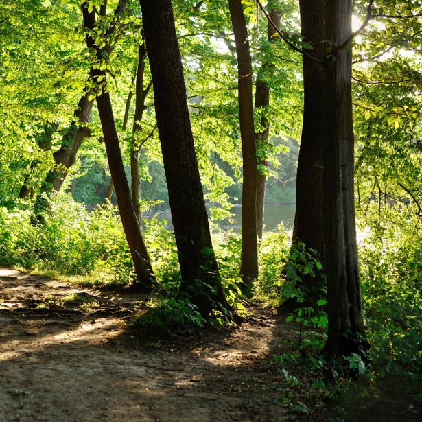 forest bathing