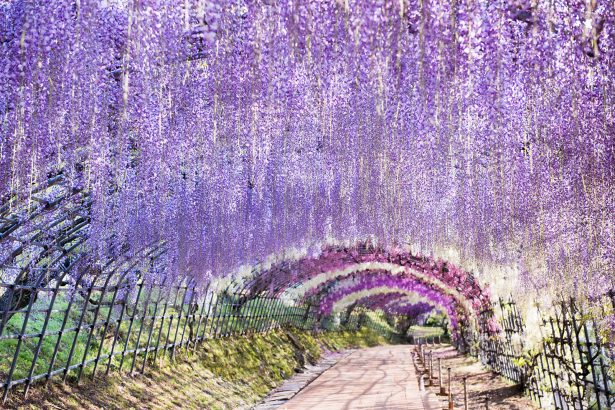 Wisteria tunnel