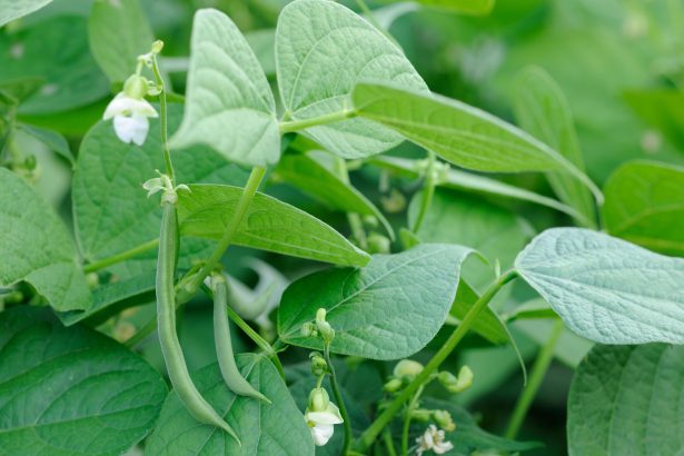 Beans plant