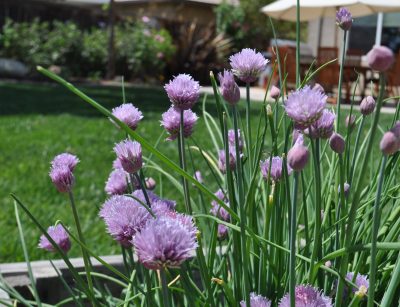 Chive Plant
