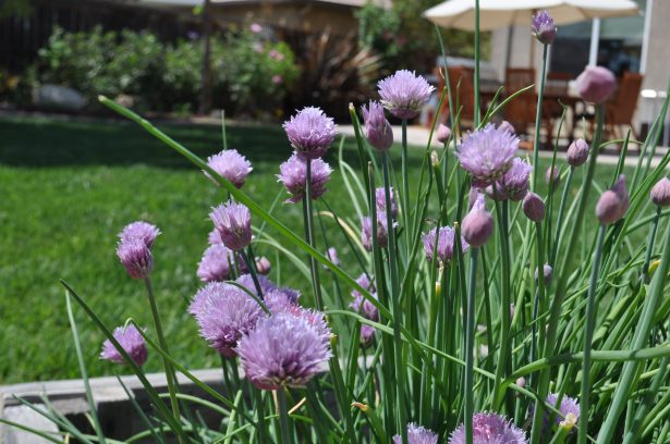 Chive Plant