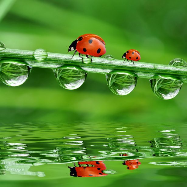 lady bugs