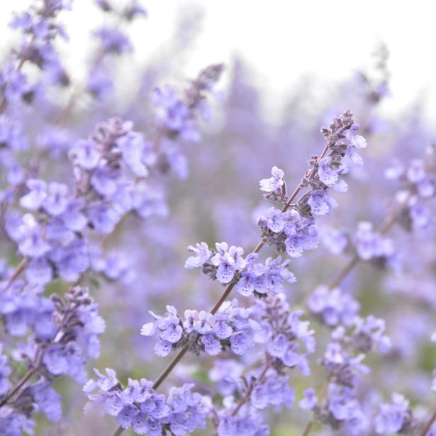 catnip flowers