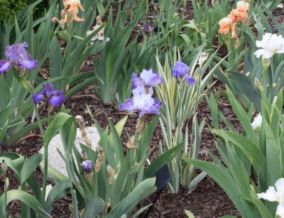 Rainbow of bearded iris