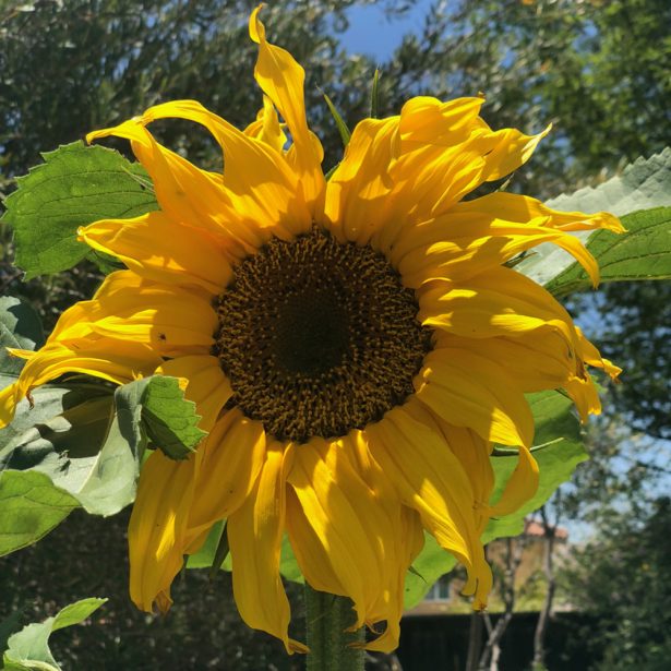 Sunflowers