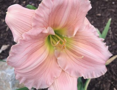 Pink daylily