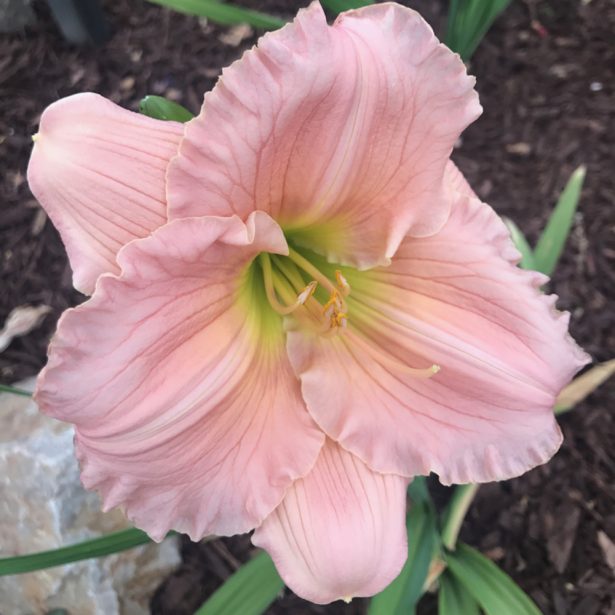 Pink daylily