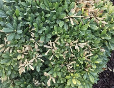 Pittosporum in heat stress