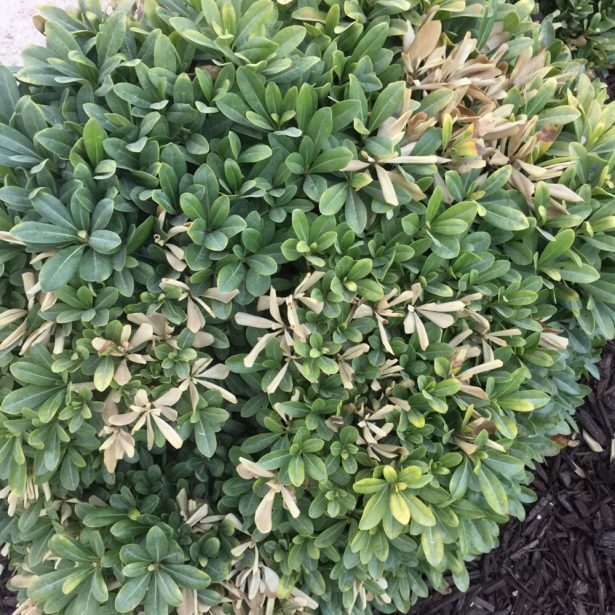 Pittosporum in heat stress