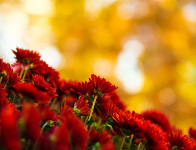 red chrysanthemums